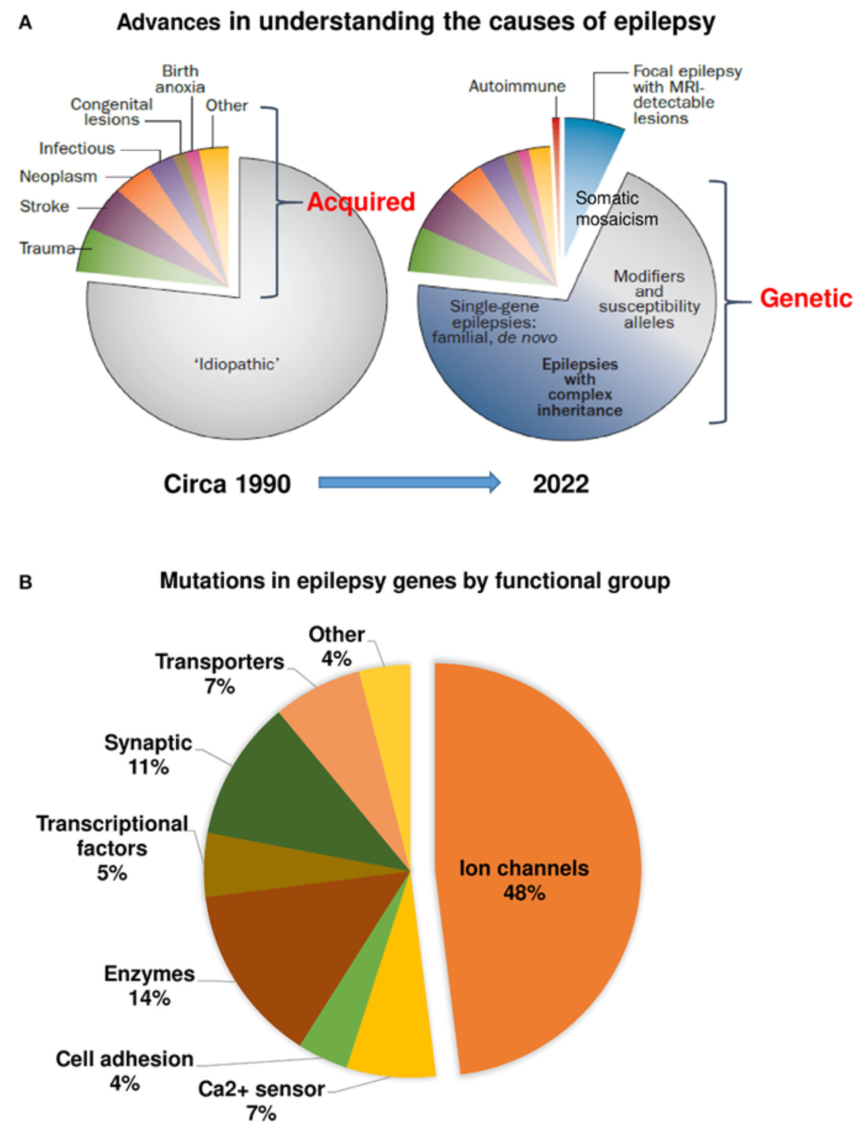 Epilepsy is a common neurological disease in both humans and domestic dogs, making dogs an ideal translational model of epilepsy.