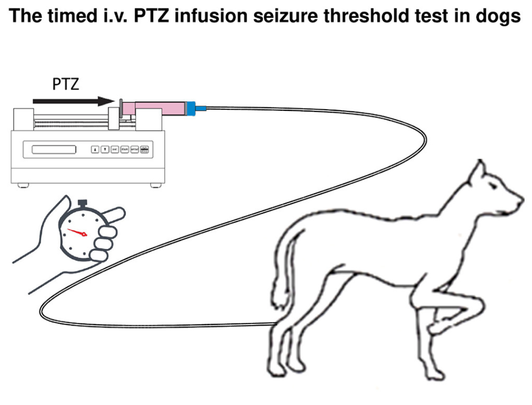 Epilepsy is a common neurological disease in both humans and domestic dogs, making dogs an ideal translational model of epilepsy.