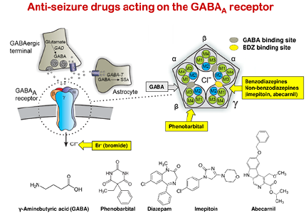 Epilepsy is a common neurological disease in both humans and domestic dogs, making dogs an ideal translational model of epilepsy.