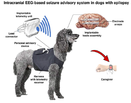 Epilepsy is a common neurological disease in both humans and domestic dogs, making dogs an ideal translational model of epilepsy.