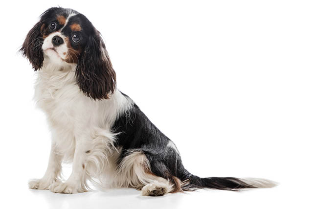 Running. Cute sweet puppy of king charles spaniel cute dog or pet posing with ball isolated on white background. Concept of motion, pets love, animal life. Looks happy, funny. Copyspace for ad.