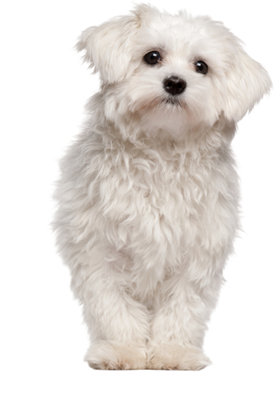 Maltese puppy (9 months old)