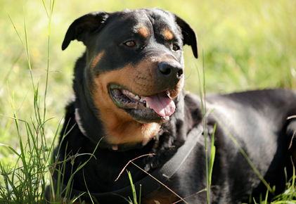 A closeup of a rottweiler dog