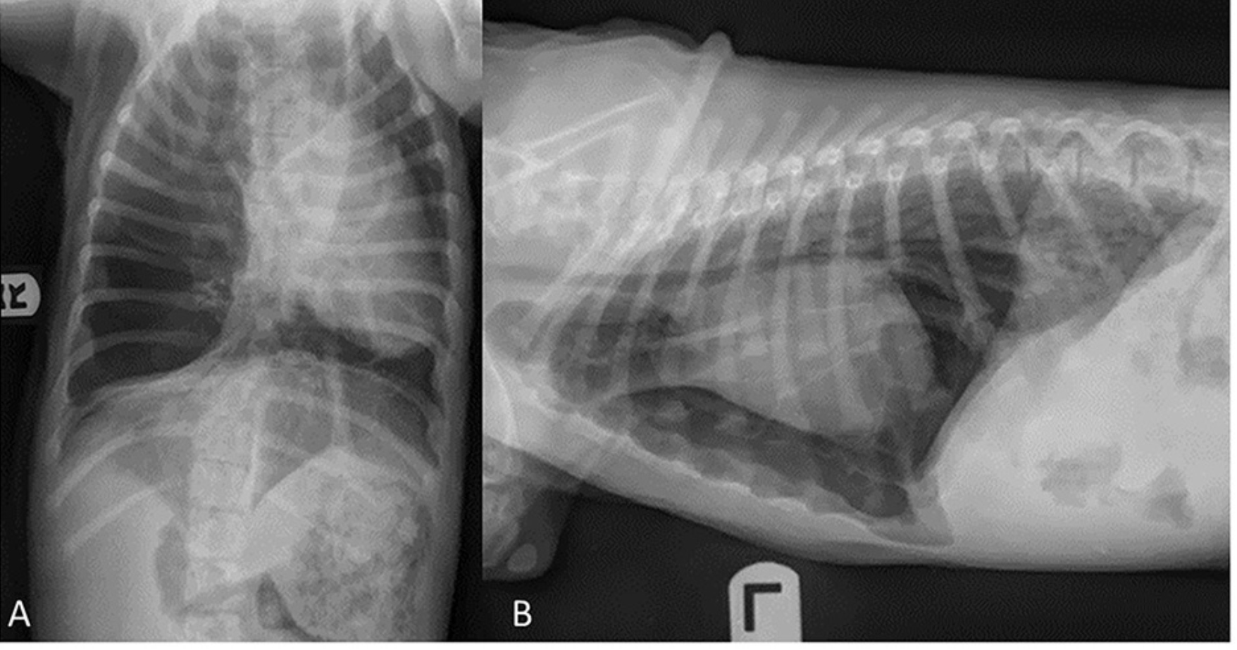 Edwards LM, Lux CN, Everett M and Hecht S (2023) Case report: Treatment of congenital lobar emphysema with lung lobectomy in a puppy. Front. Vet. Sci. 10:1083376. doi: 10.3389/fvets.2023.1083376