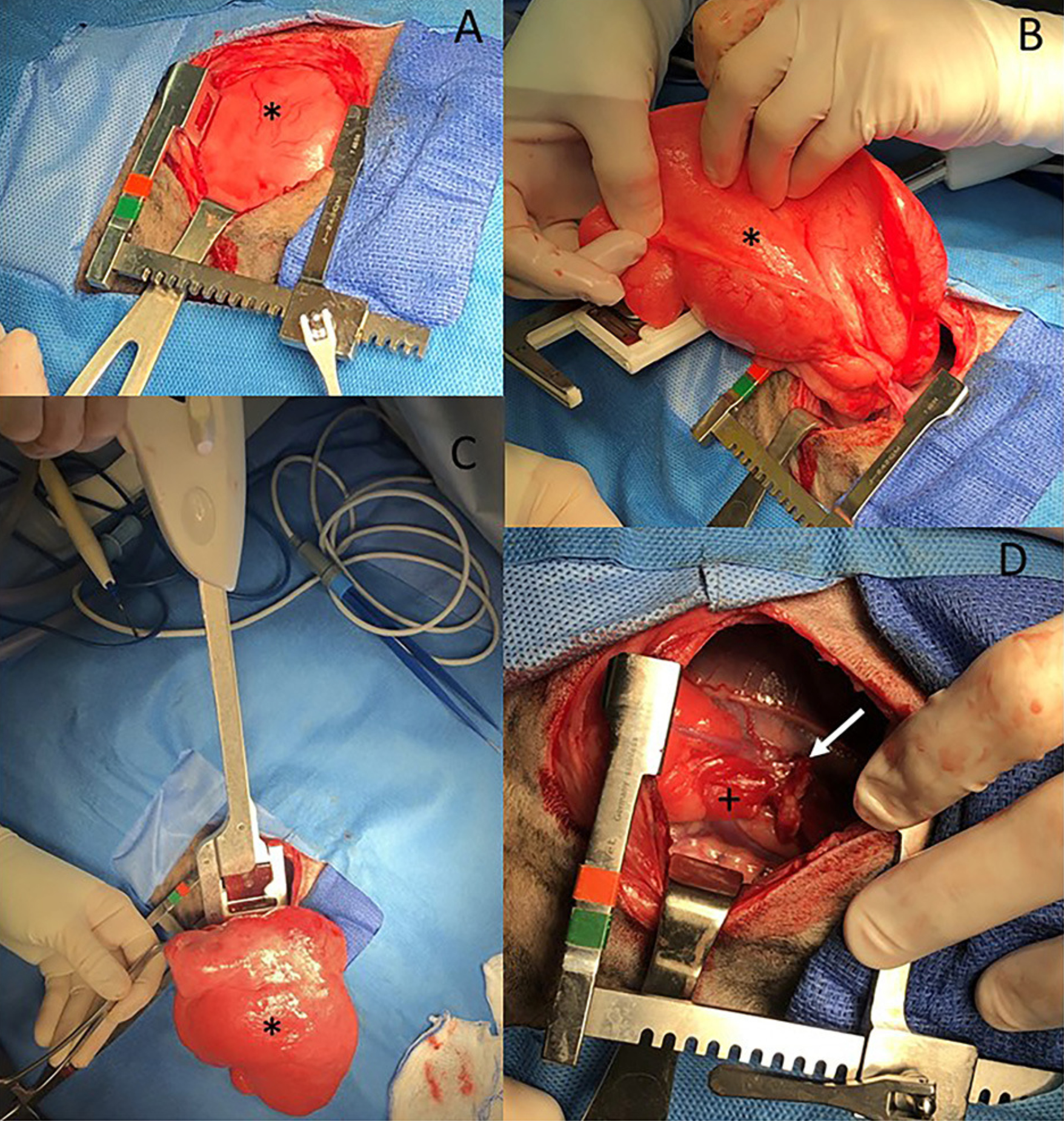 Edwards LM, Lux CN, Everett M and Hecht S (2023) Case report: Treatment of congenital lobar emphysema with lung lobectomy in a puppy. Front. Vet. Sci. 10:1083376. doi: 10.3389/fvets.2023.1083376