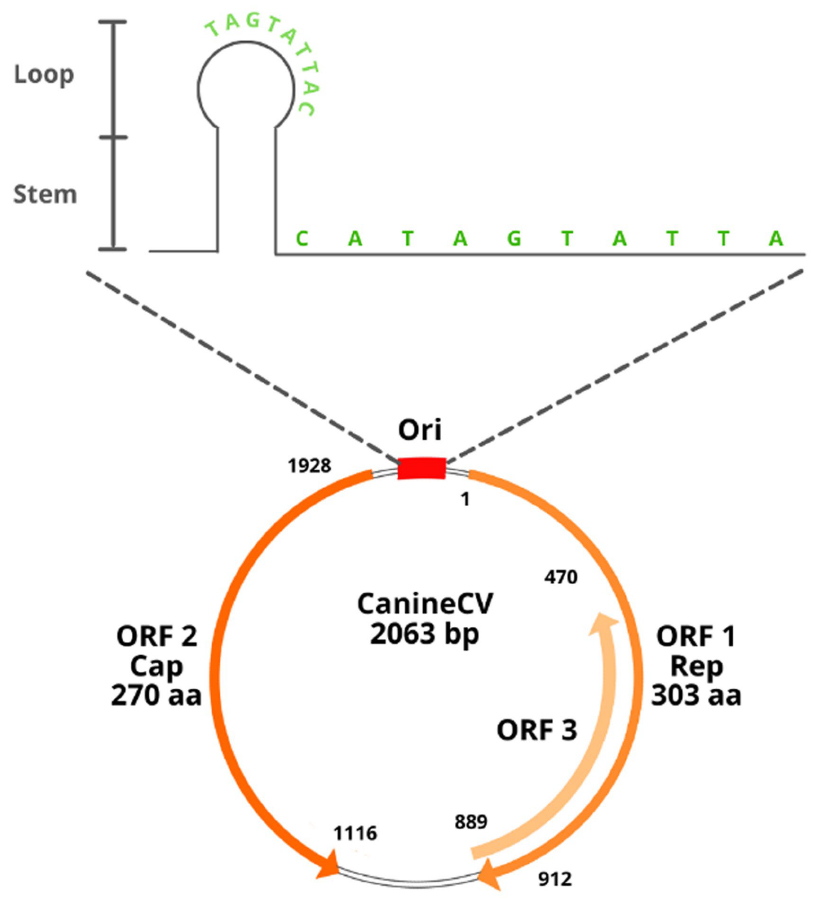﻿Canine Circovirus (CanineCV) belongs to the family ﻿Circoviridae﻿.