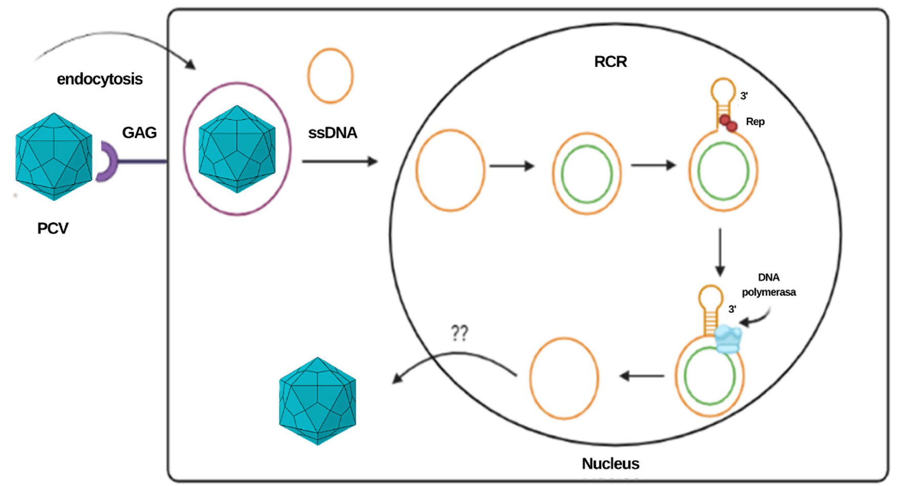 ﻿Canine Circovirus (CanineCV) belongs to the family ﻿Circoviridae﻿.