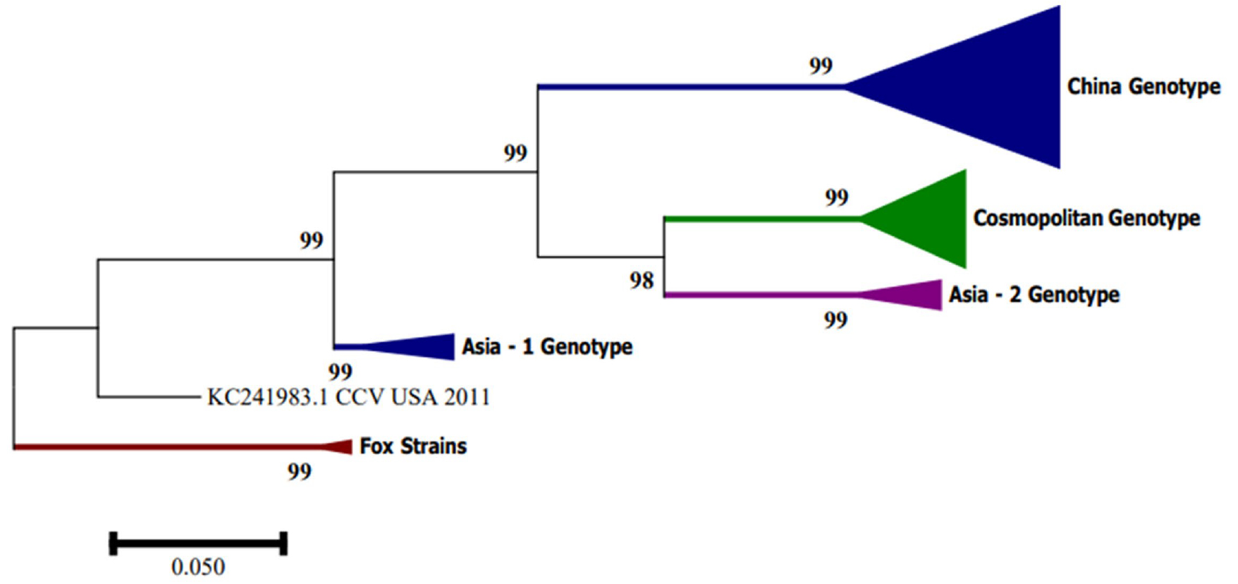 ﻿Canine Circovirus (CanineCV) belongs to the family ﻿Circoviridae﻿.