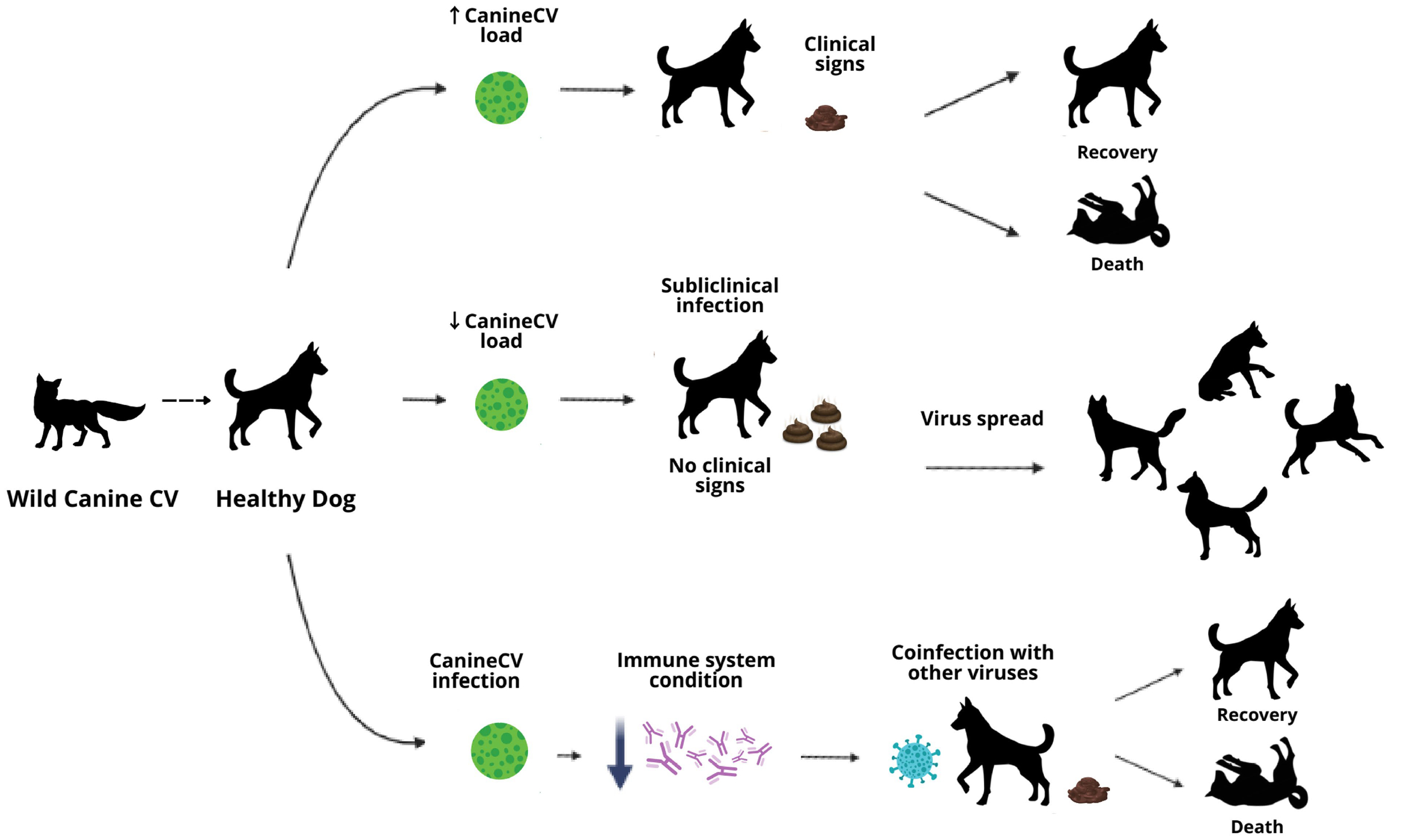 ﻿Canine Circovirus (CanineCV) belongs to the family ﻿Circoviridae﻿.