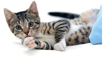 Little funny kitten  Isolated on white