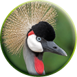 Closeup of head black crowned crane, Balearica pavonina, on dark forest background 