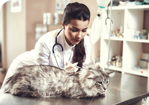 Cat Vaccination Vet Gives Injection to Maine Coon 