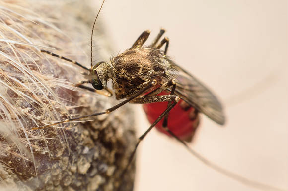 Zica virus aedes aegypti mosquito on dog skin - Dengue, Chikungunya, Mayaro fever