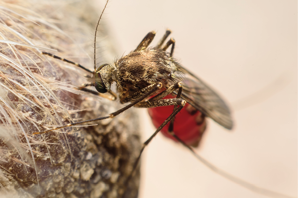 Zica virus aedes aegypti mosquito on dog skin - Dengue, Chikungunya, Mayaro fever