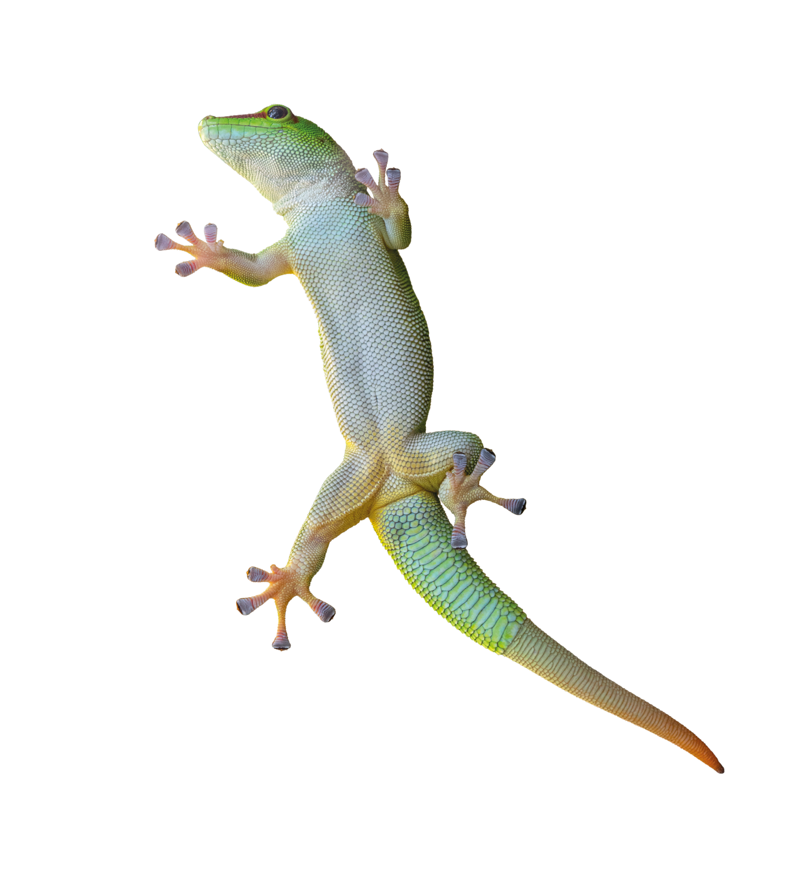 Green gecko lizard on glass on a white background 
