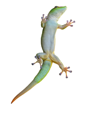 Green gecko lizard on glass on a white background 
