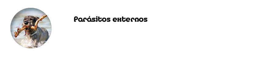 Par sitos externos Protege a tu perro este veran