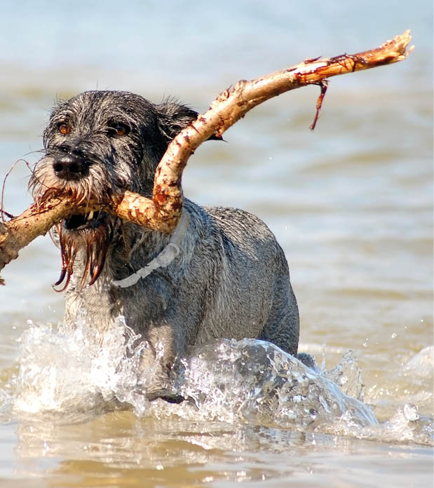Dog Schnauzer having fun in the sea