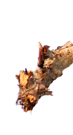 Dog Schnauzer having fun in the sea