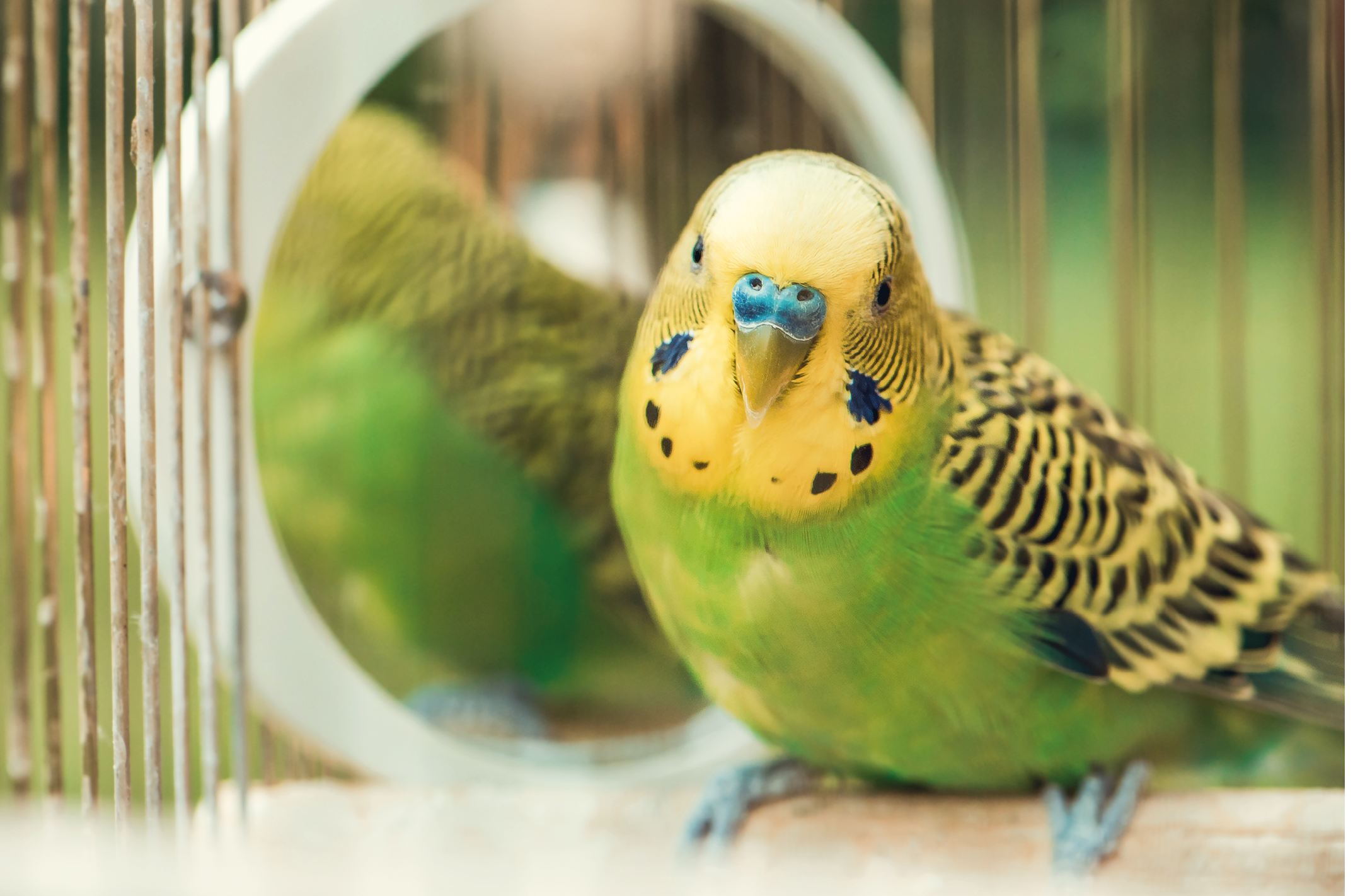 Green budgerigar parrot close up sits on cage near the mirror  Cute green budgie  