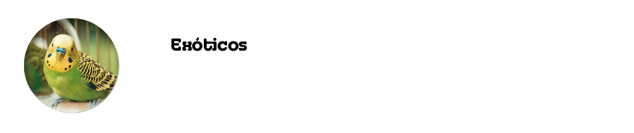Exóticos Periquitos (II