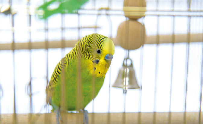 Budgerigar on the birdcage  Budgie