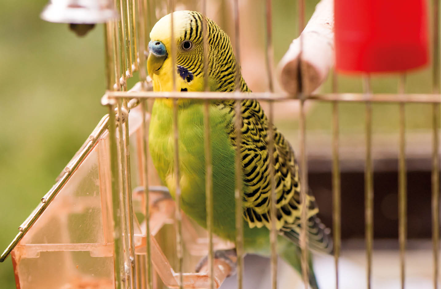 A parrot in a cage sits on a bird feeder and pecks grains  Cute green budgie 