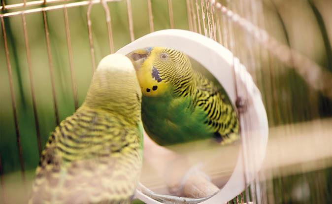 Green budgerigar parrot close up sits on cage near the mirror  Cute green budgie  