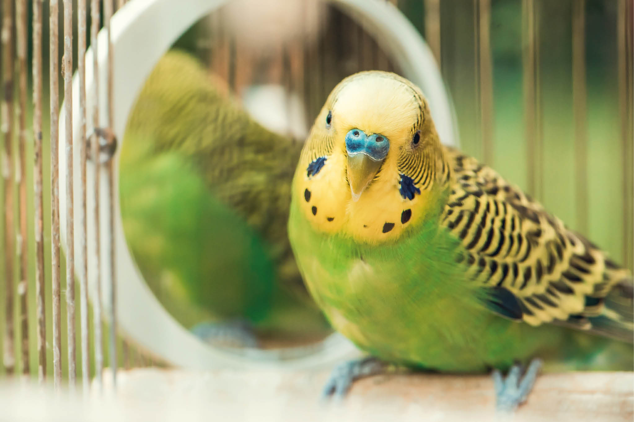 Green budgerigar parrot close up sits on cage near the mirror  Cute green budgie  