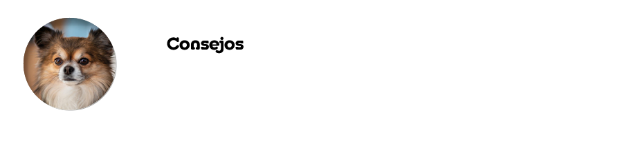 Consejos  Cómo mantener a raya el peso de tu perro  Prevención de la obesida