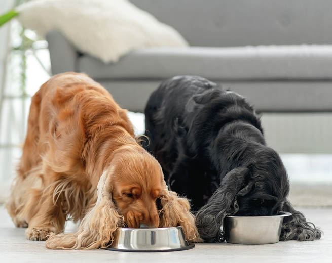 Pair of english cocker spaniel dogs eating from bowls in light room at home