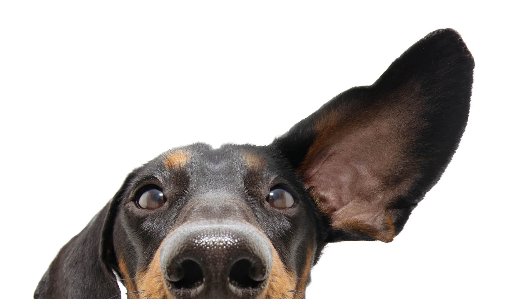 close-up attentive and listening dachshund dog with one ear up. Isolated on white background.