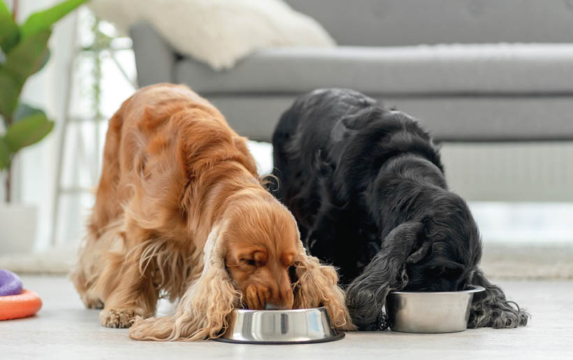 Pair of english cocker spaniel dogs eating from bowls in light room at home