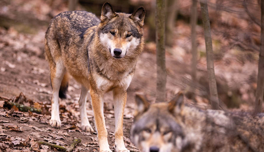 Eurasian wolf in white winter habitat,. Beautiful winter forest. Wild animals in nature environment. European forest animal. Canis lupus lupus.