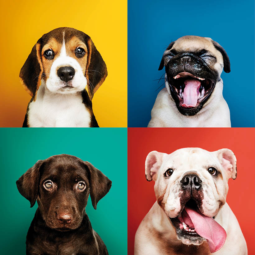 Portrait collection of adorable puppies