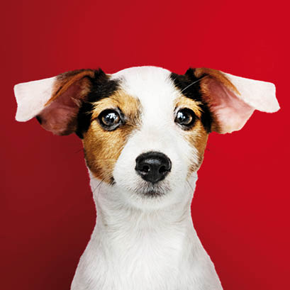 Portrait collection of adorable puppies