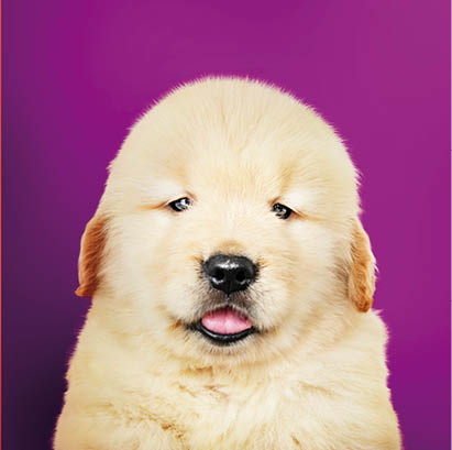 Portrait collection of adorable puppies