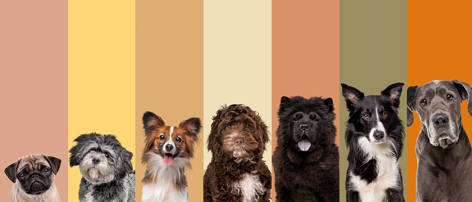seven dog portraits in front of an earthy natural color palette. all looking into the camera