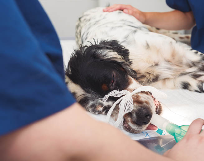 Dog intubated in surgery room of veterinary clinic