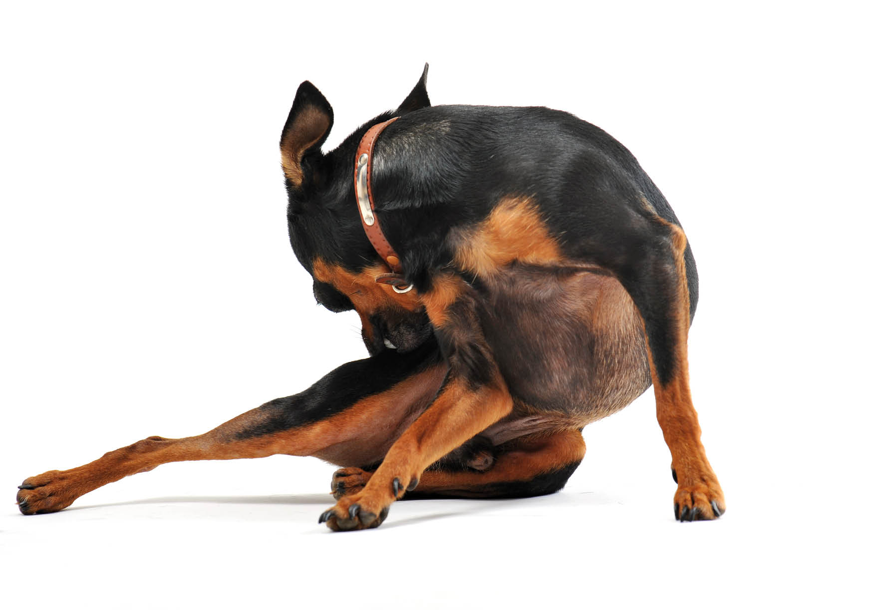  purebred miniature pinscher scratching on a white background