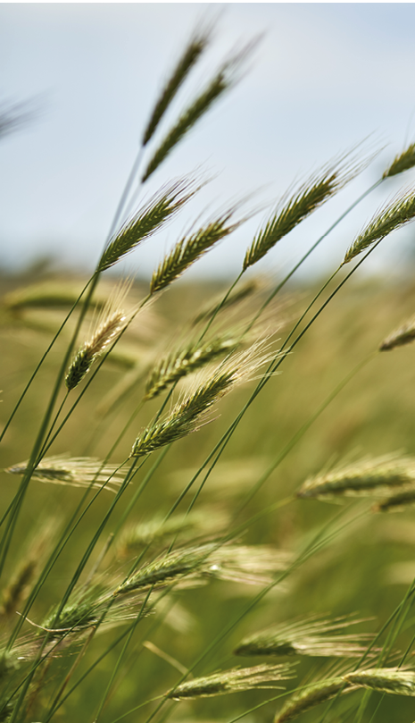 A vertical closeup shot of triticale plants on a blurred background