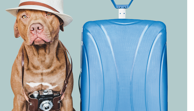 Lovable, pretty brown puppy, retro camera and sunhat. Travel preparation and planning. Close-up, indoors. Studio photo, isolated background. Concept of recreation, travel and tourism. Pets care