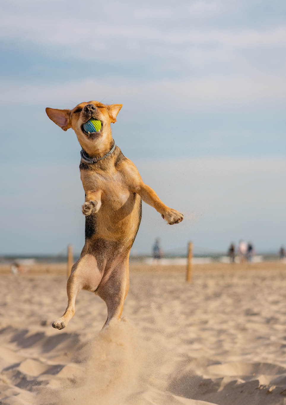 A vertical closeup shot of a companion dog catching a ball while running on the sand