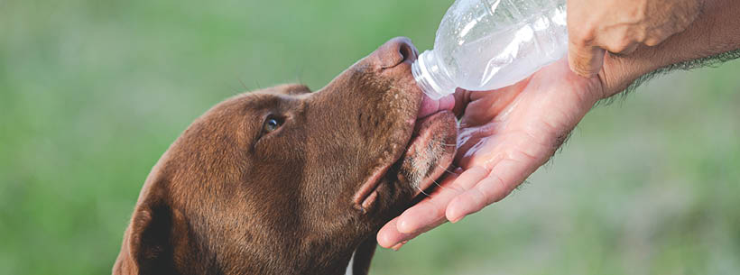 The owner gave dogs the water from bottle to drink.