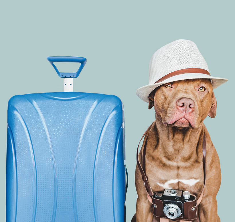 Lovable, pretty brown puppy, retro camera and sunhat. Travel preparation and planning. Close-up, indoors. Studio photo, isolated background. Concept of recreation, travel and tourism. Pets care