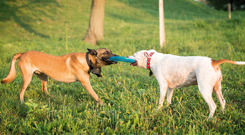 Two dogs playing with flying disc in the park.