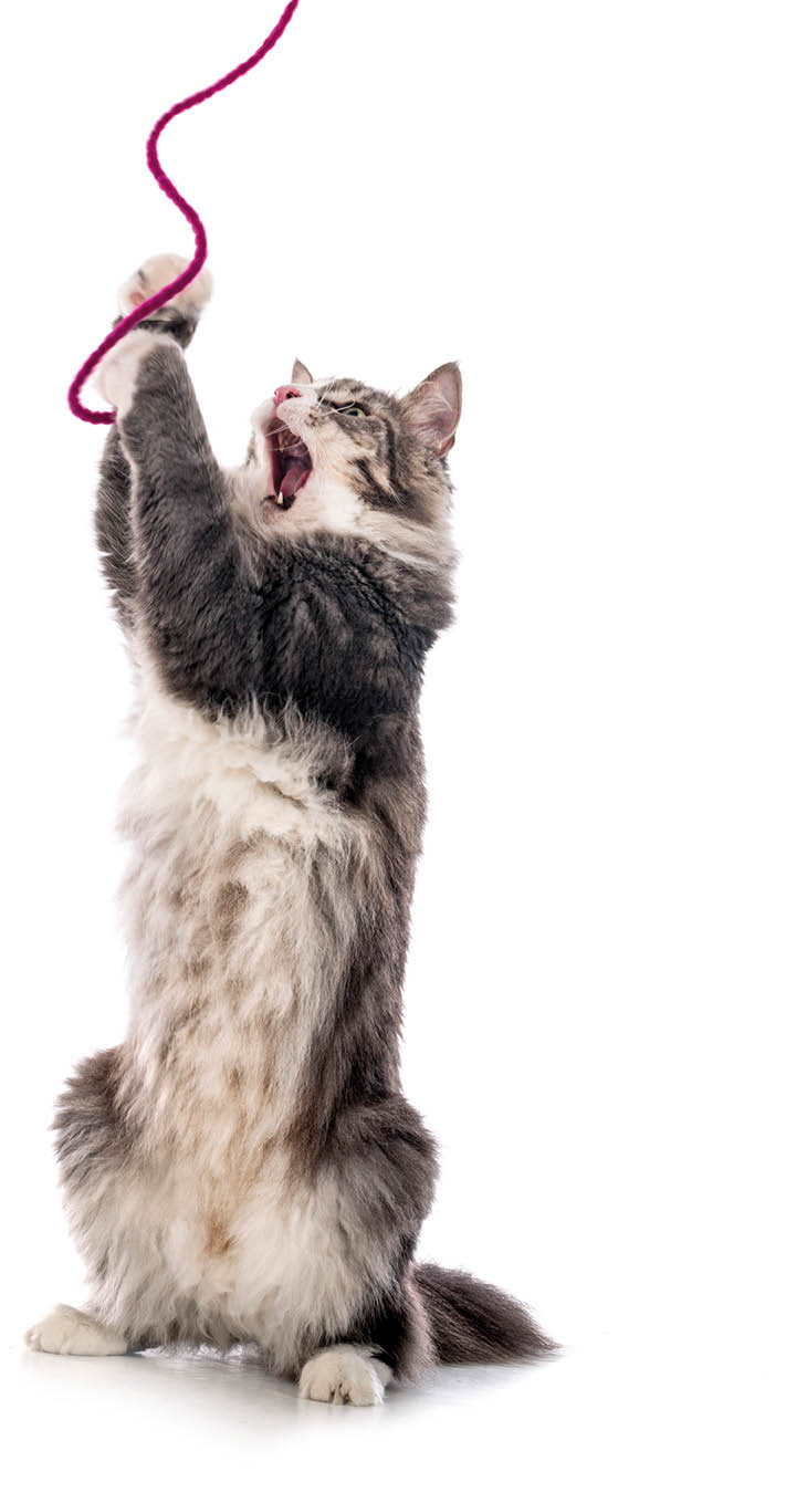 Norwegian Forest cat in front of white background