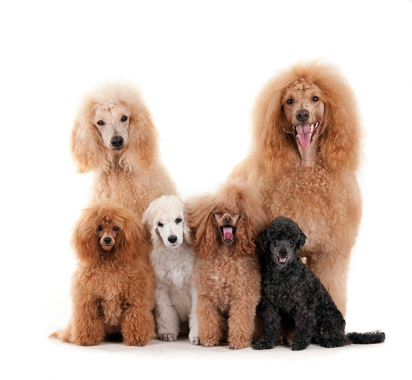 A closeup shot of standard poodles family isolated on white background