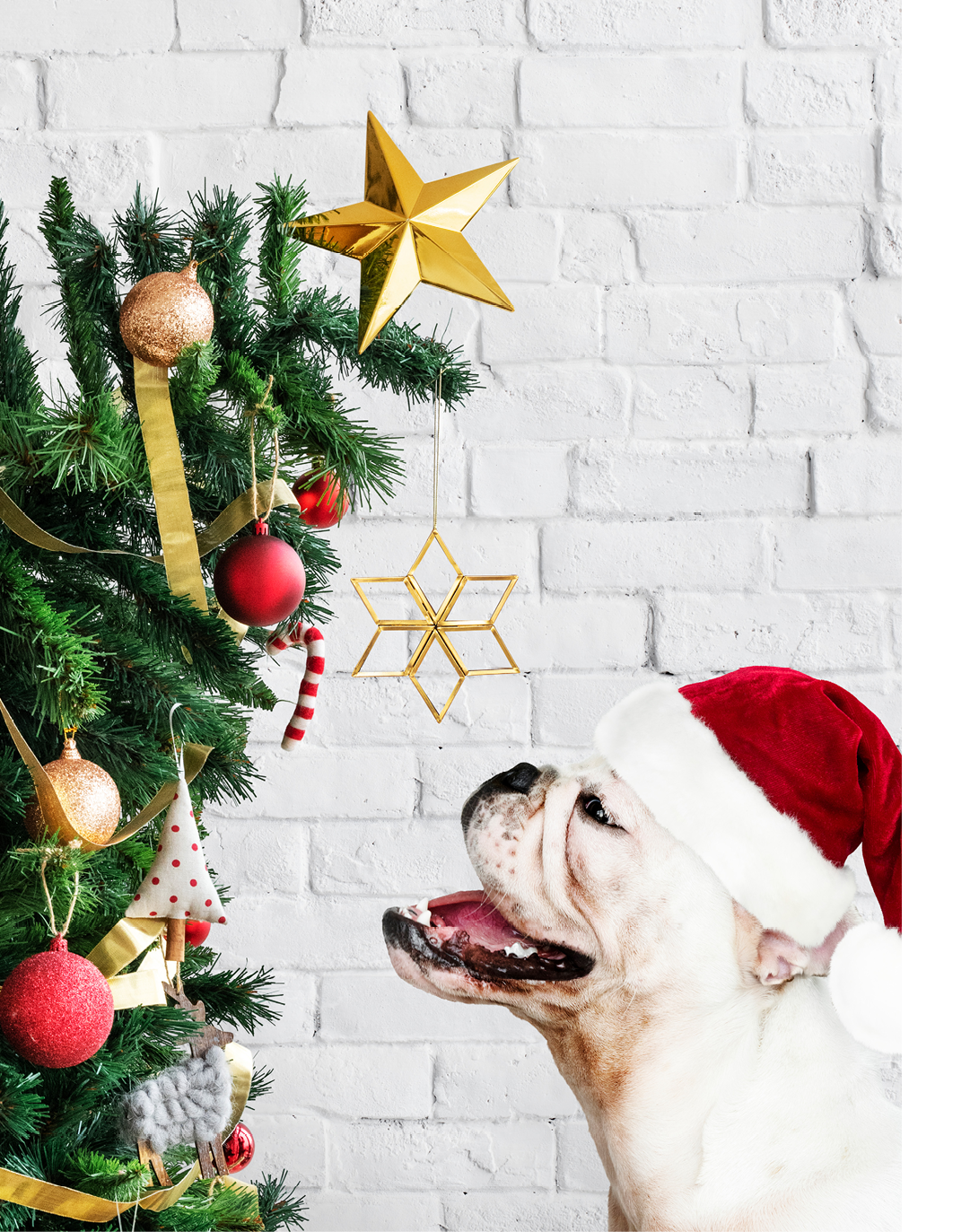 Adorable Bulldog puppy standing next to a Christmas tree