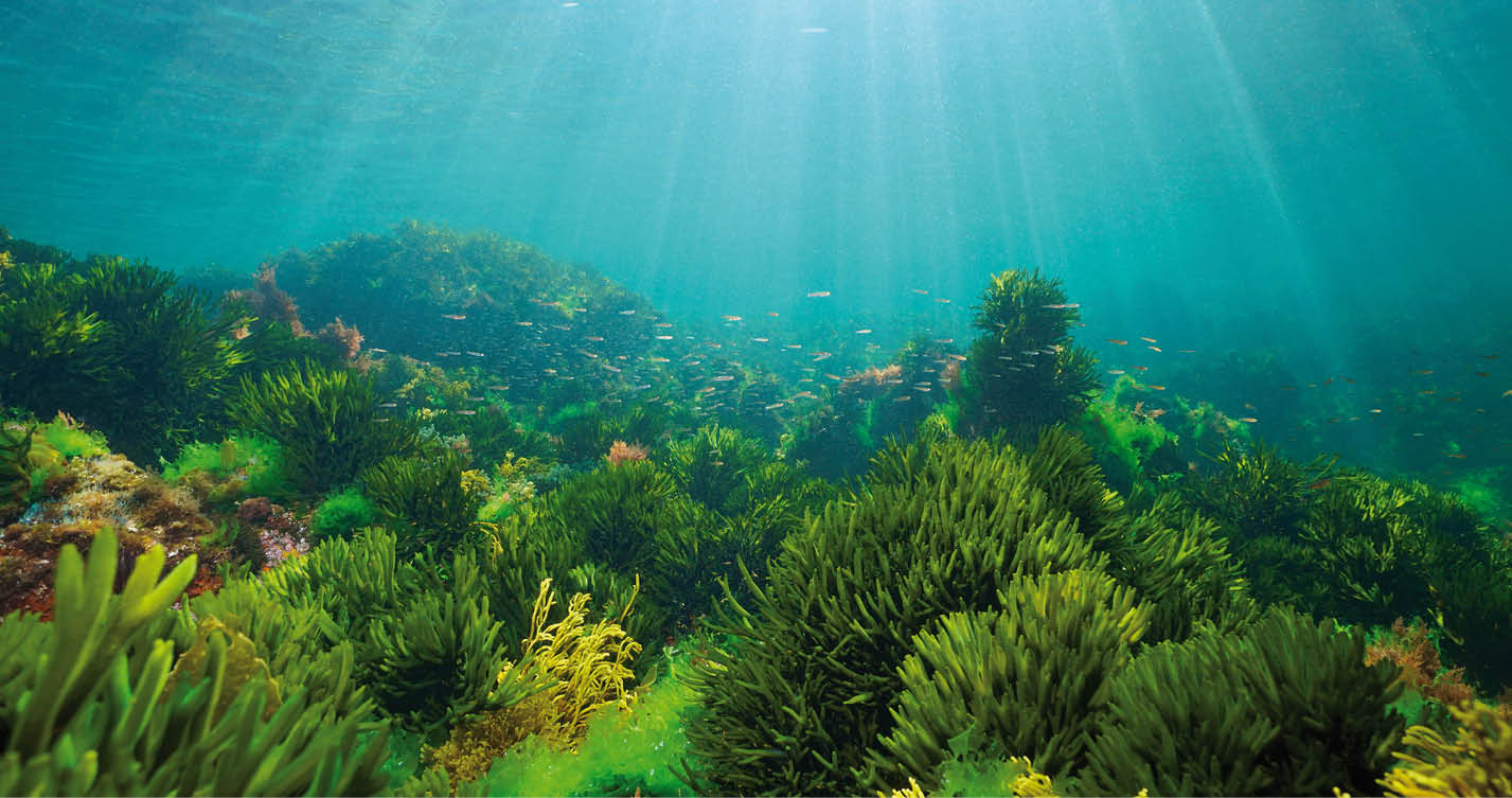 Algae on the ocean floor with natural sunlight, underwater seascape in the Atlantic ocean, Spain, Galicia